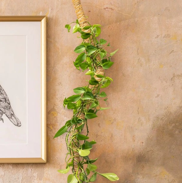 Taivuteltava kookostukitolppa,paksuus 3,5cm, 2 pituutta