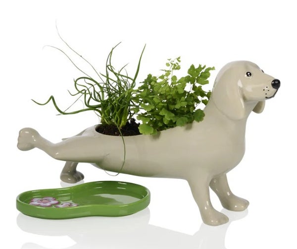 Pissaava koira ruukku