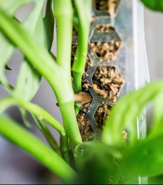 Plantscraper tukitolppa kehikko, matta l&auml;pin&auml;kyv&auml; , kolme kokoa