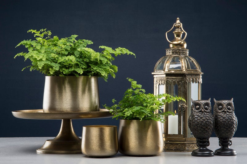 Messinginv&auml;riset suojaruukut tuovat juhlavuutta kasveillesi.