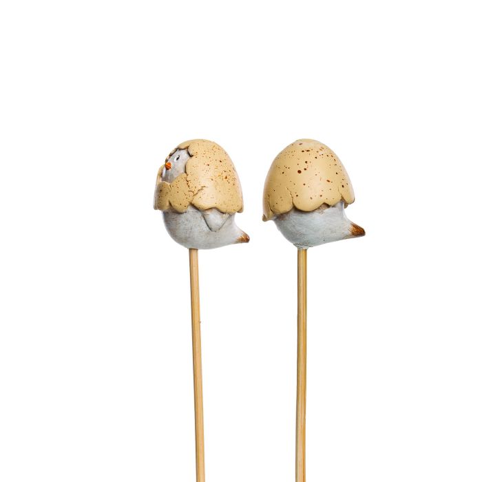 Koristetikku, kananpoika pulassa