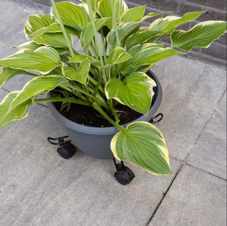 Ruukunalustan avulla isompiakin kasveja on helppo liikutella.