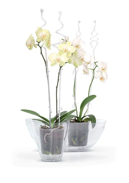 Orkideat viihtyv&auml;t hienosti l&auml;pin&auml;kyv&auml;ss&auml; ruukussa.