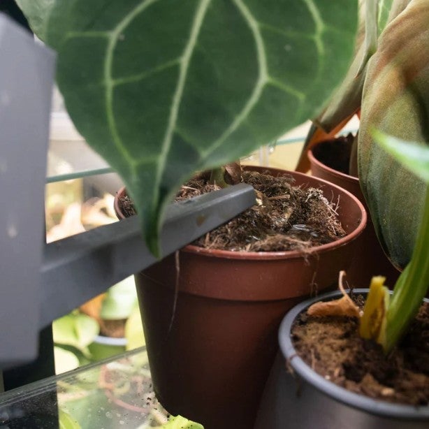 Lannoita kasviasi joka kastelukerralla.